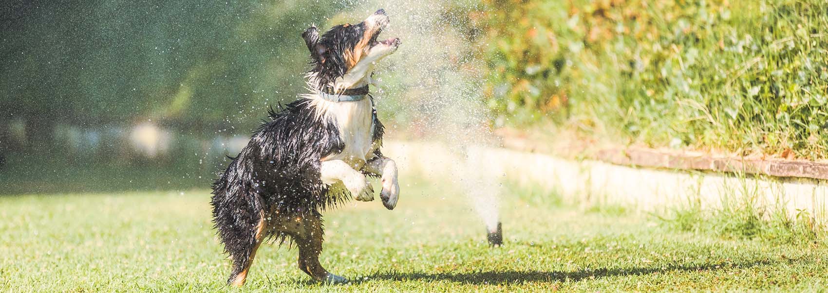 Fun in the Sun: 10 Awesome Games to Play with Your Dog This Summer, Ten  West Bird and Animal Hospital