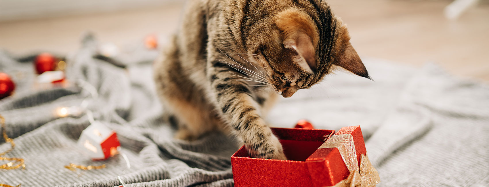 Tabby cat is looking a gift in a gift box