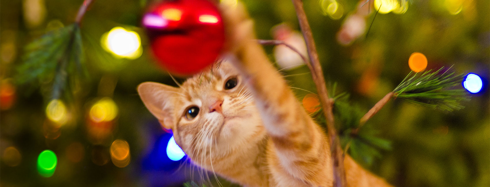 Orange cat touching Christmas tree ornament