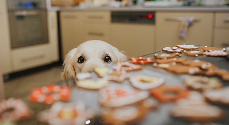 Golden Retriever is looking at the Christmas cookies