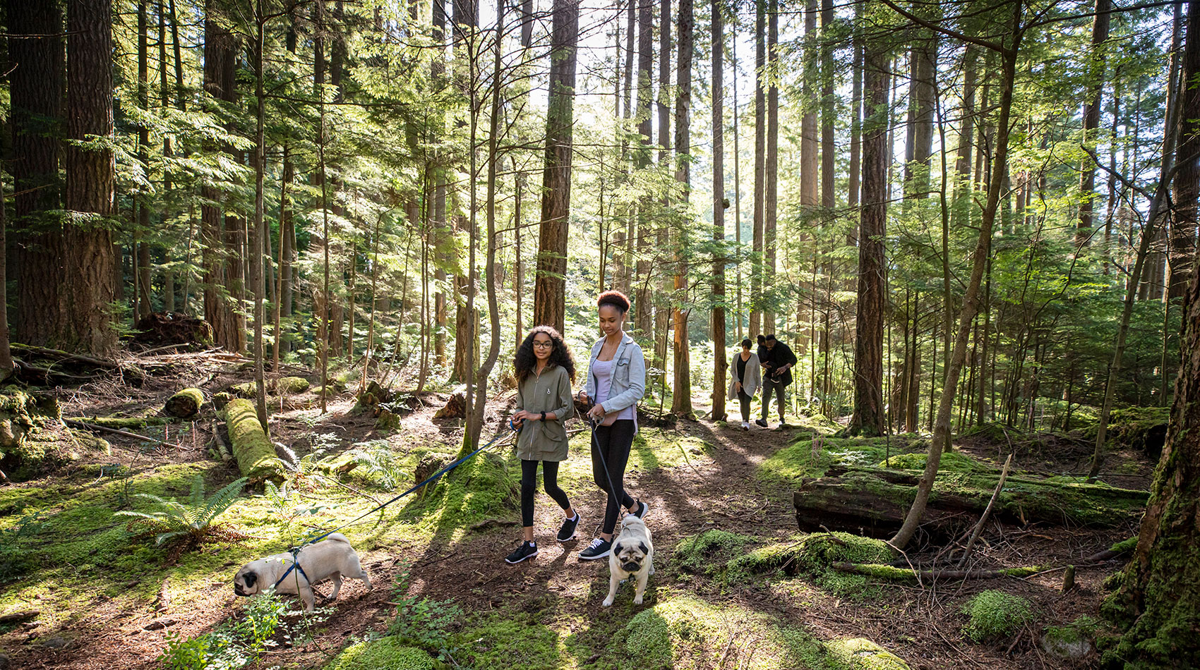 Family is walking their dogs in the forest