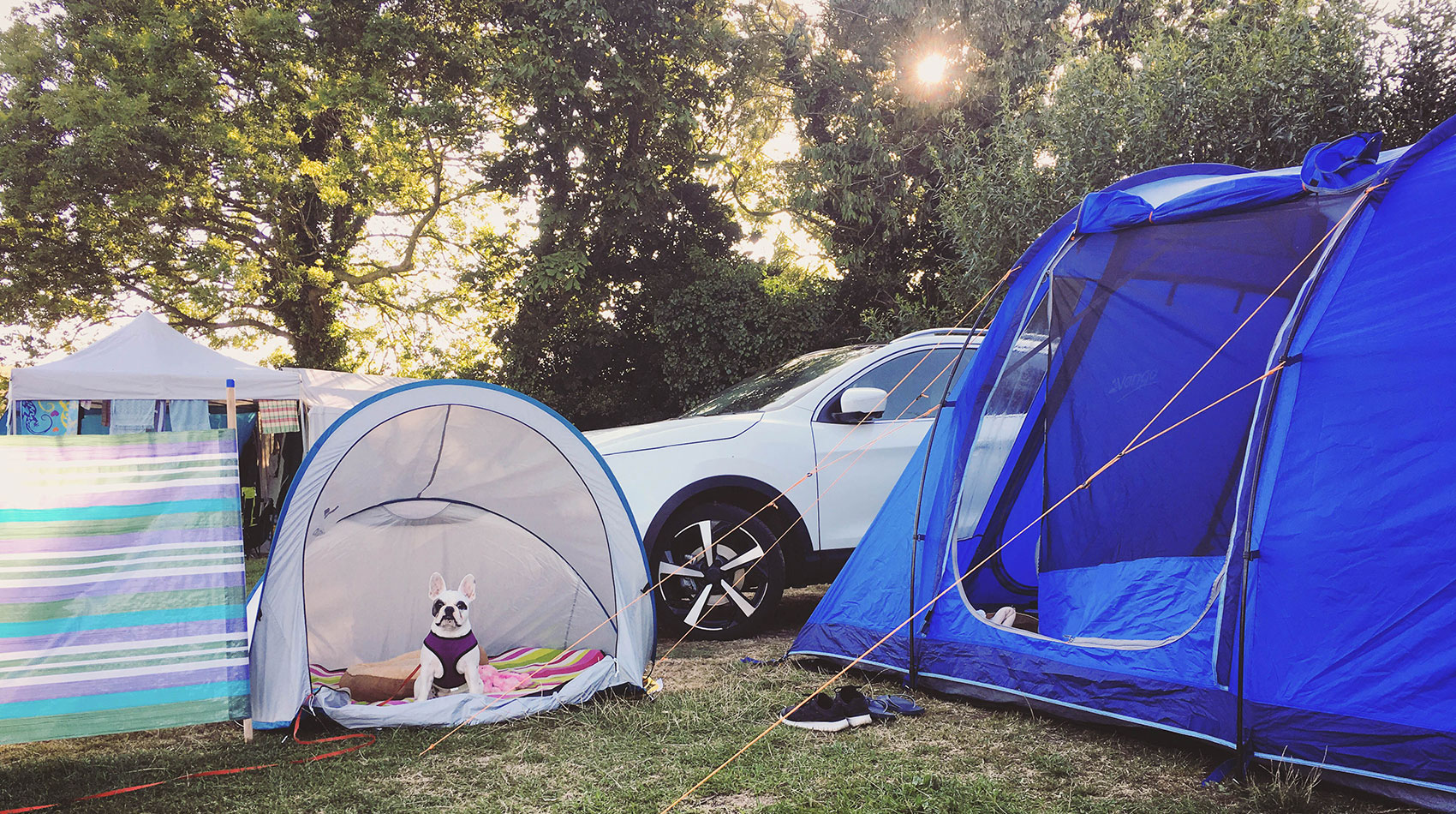 Camping with a dog in the summer