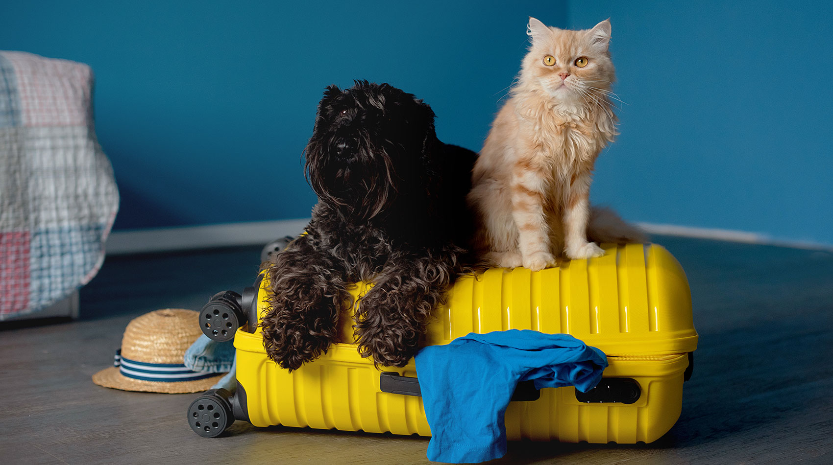 A dog and a cat is ready to go on a trip