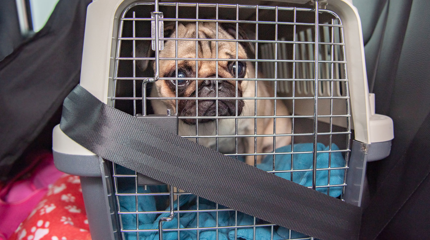 Dog crate secured with seat belt in car for safe travel