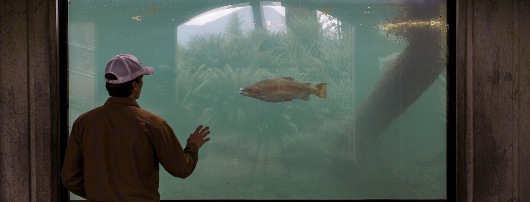 A man gazes intently at the fish in the aquarium