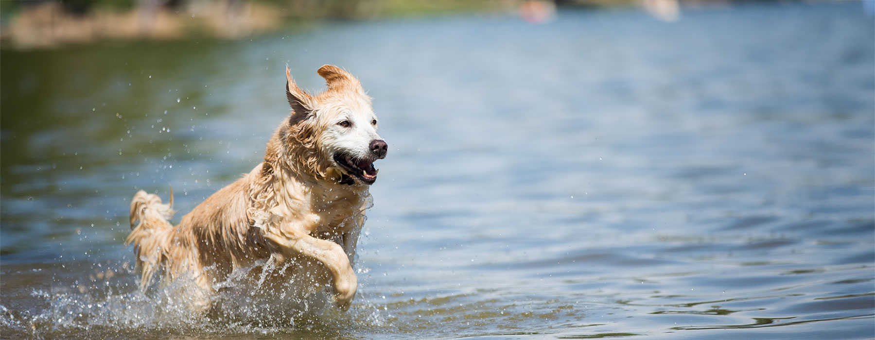 Dog running into a Lake