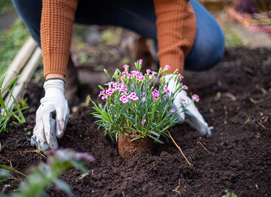 Hands planting small flowering annual plant